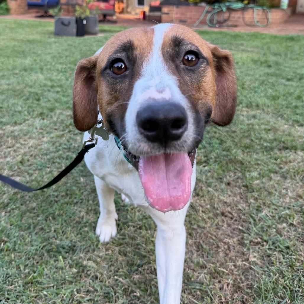 Enlarge Dunkin, a Adoptable mixed breed in Troy, VA image 1/5
