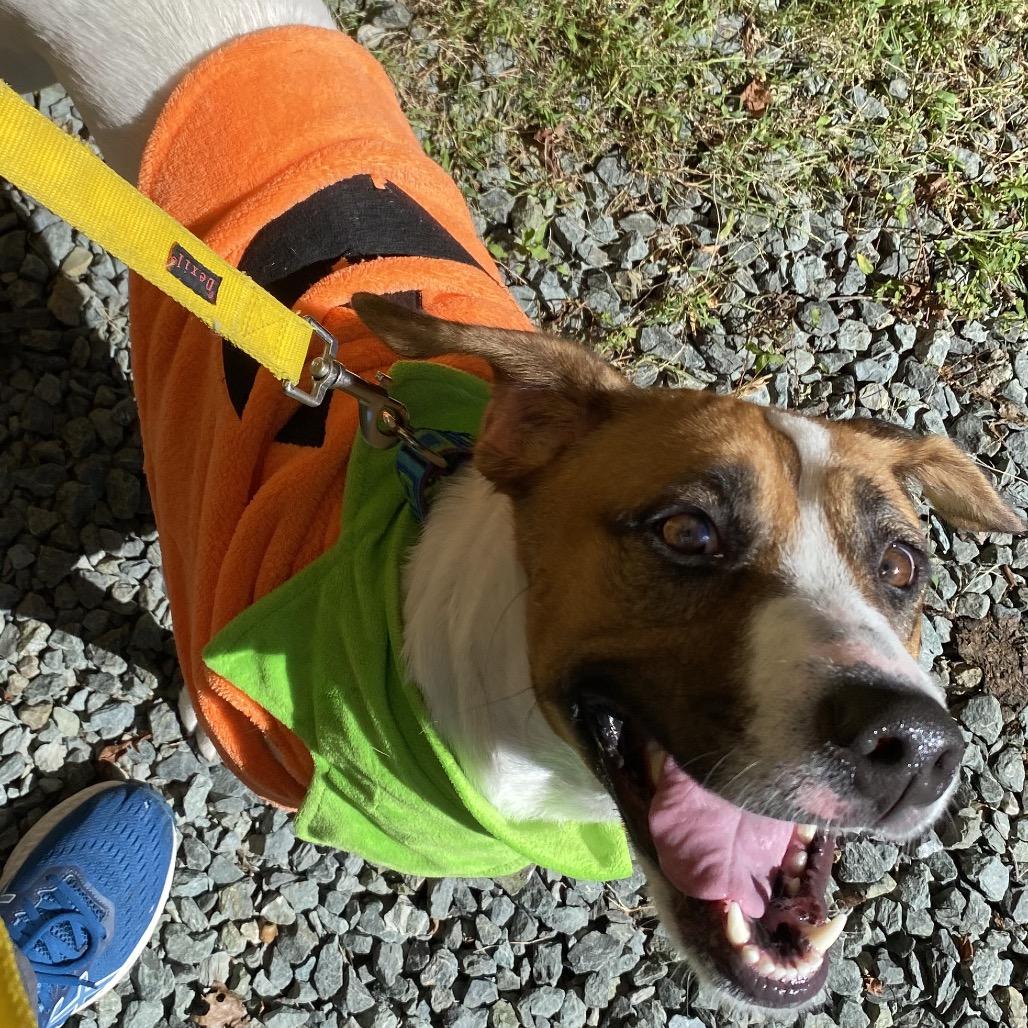 Enlarge Dunkin, a Adoptable mixed breed in Troy, VA image 3/5