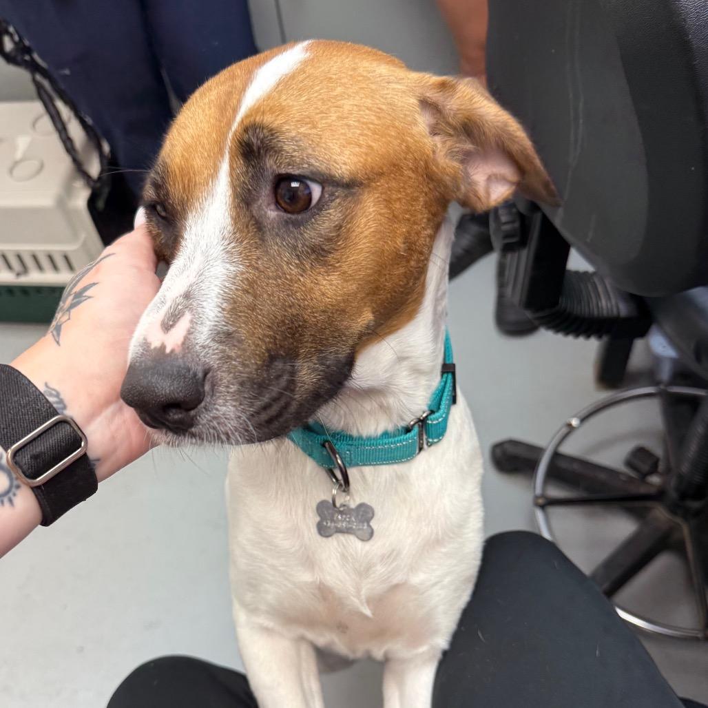 Enlarge Dunkin, a Adoptable mixed breed in Troy, VA image 4/5