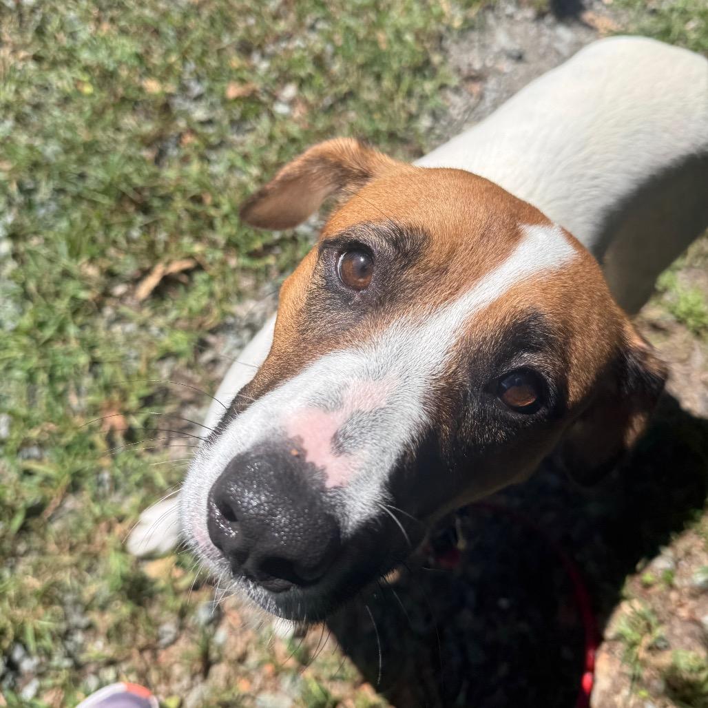 Enlarge Dunkin, a Adoptable mixed breed in Troy, VA image 5/5