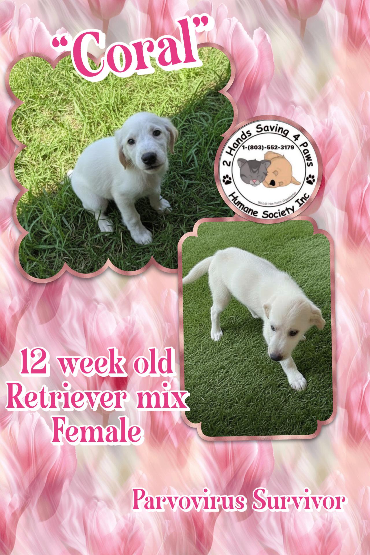 Coral, ADOPTABLE, Puppy Female Retriever.