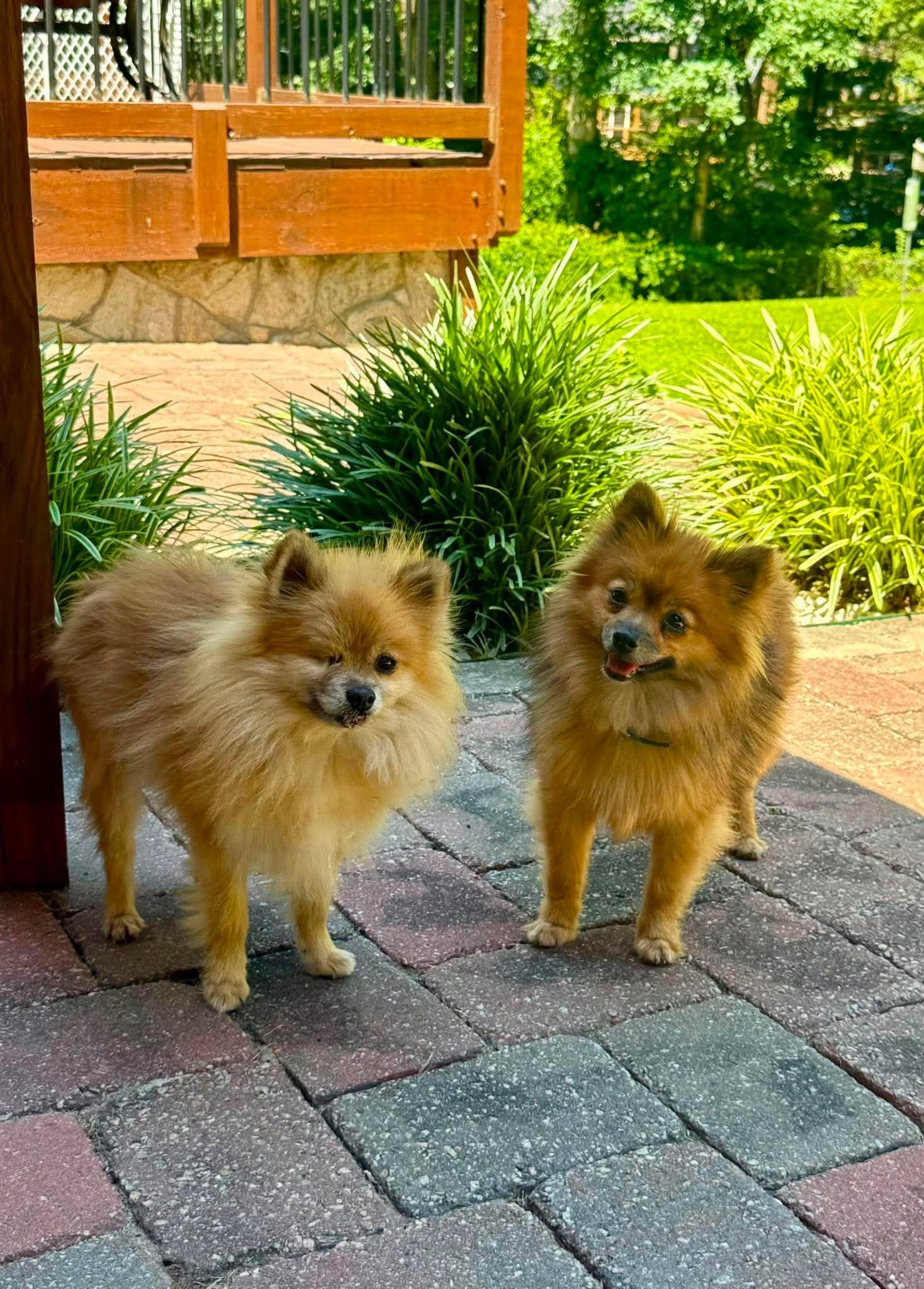 Davis, Adoptable, Young Male Pomeranian.