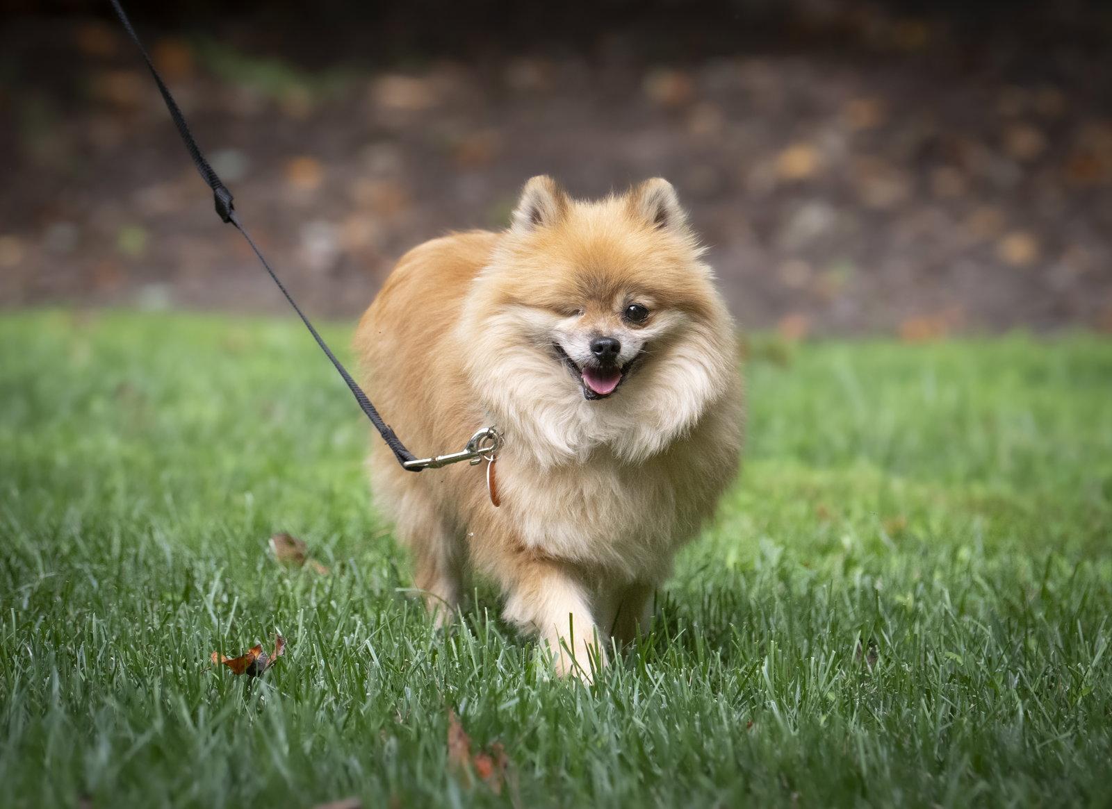 Enlarge Davis, a Adoptable Pomeranian in Arlington, VA image 2/3