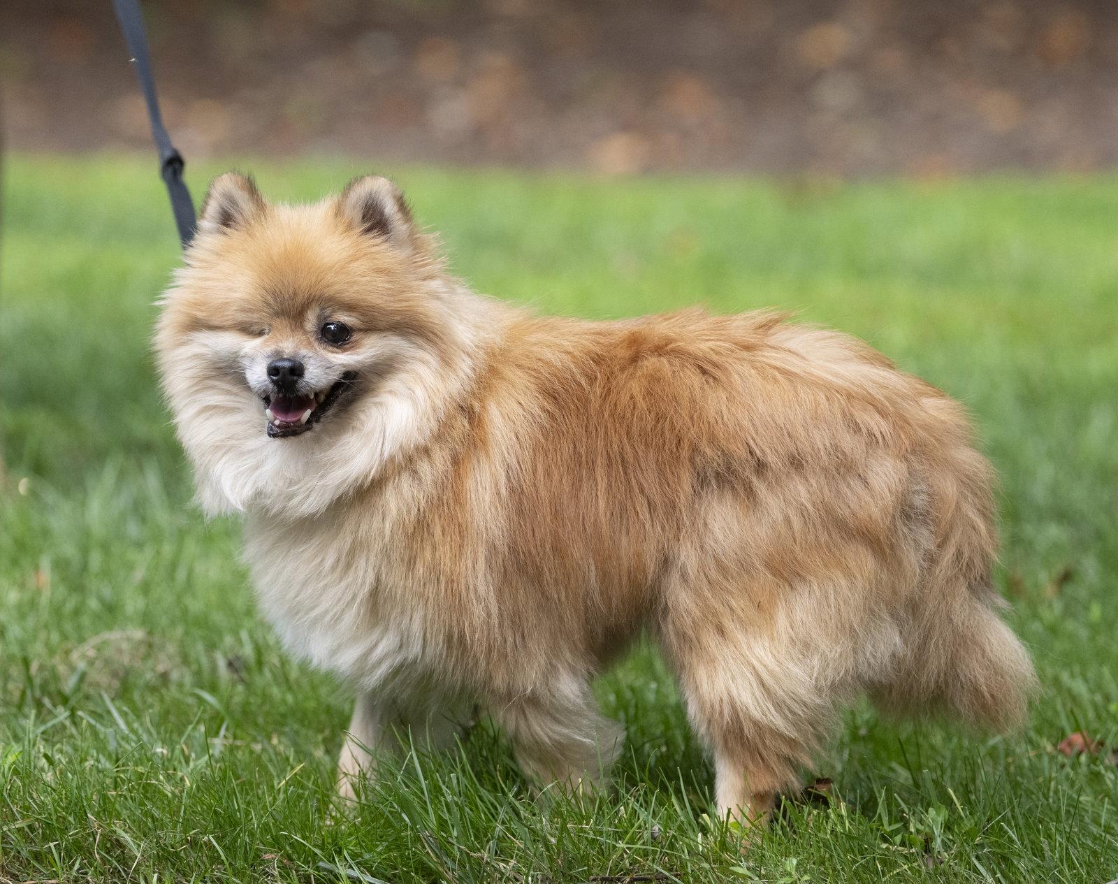 Enlarge Davis, a Adoptable Pomeranian in Arlington, VA image 3/3