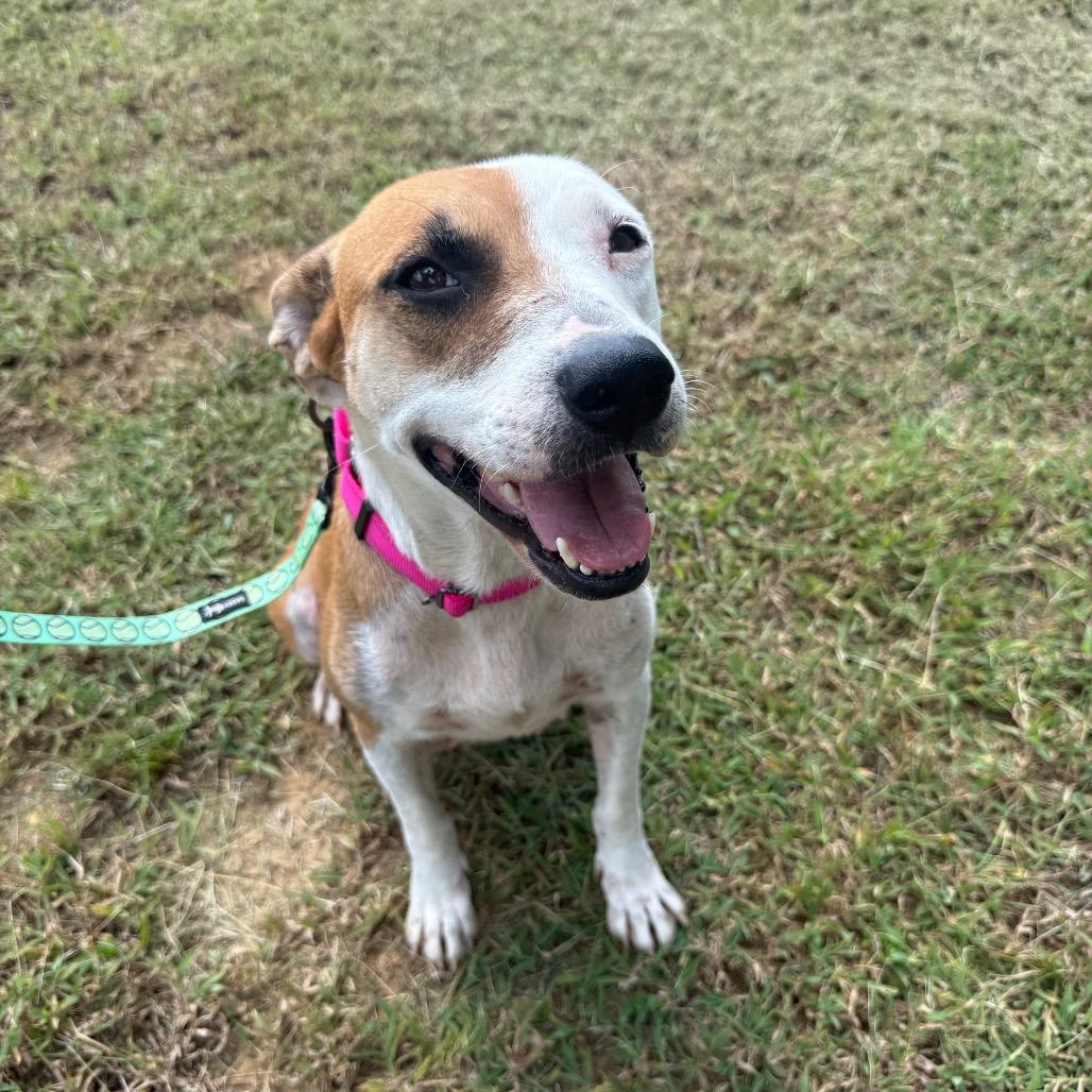Athena 091401A, Adoptable, Adult Female American Staffordshire Terrier & Mixed Breed.