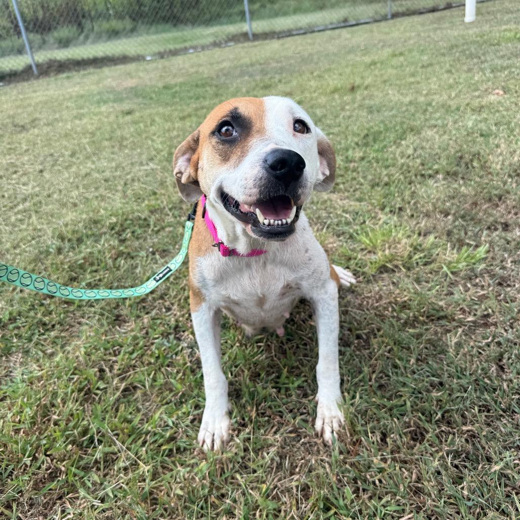 Enlarge Athena 091401A, a Adoptable mixed breed in Amory, MS image 2/5