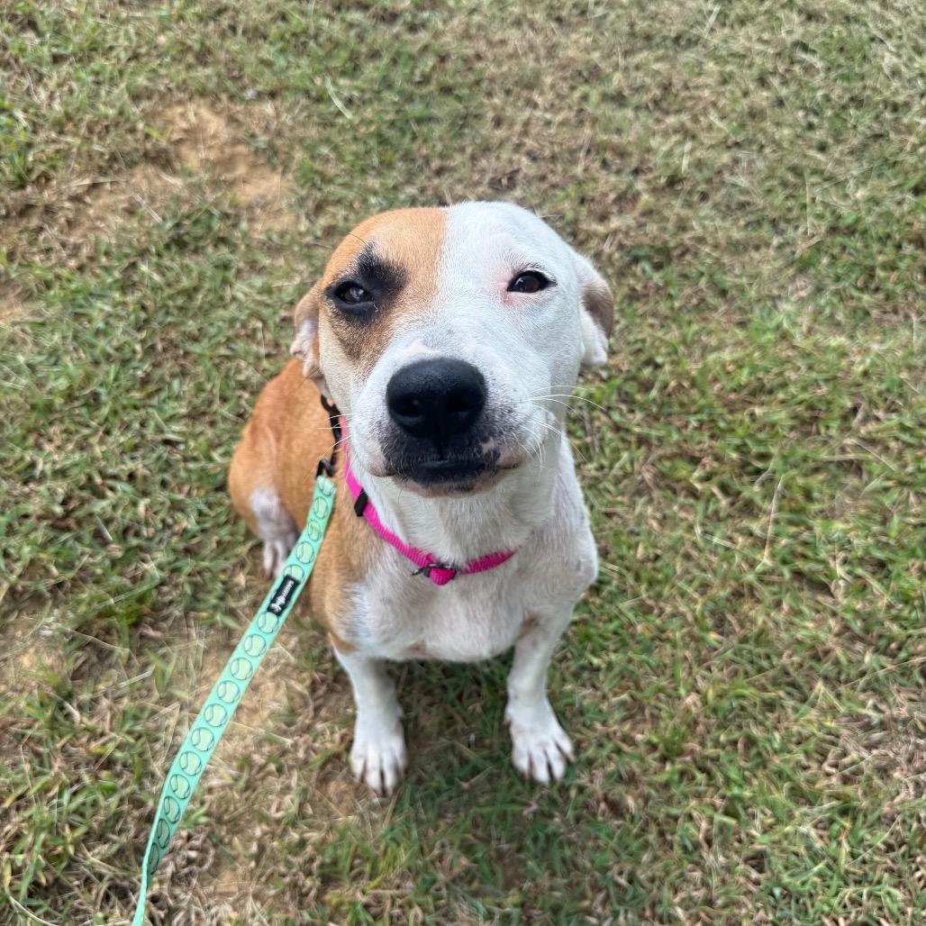 Enlarge Athena 091401A, a Adoptable mixed breed in Amory, MS image 3/5
