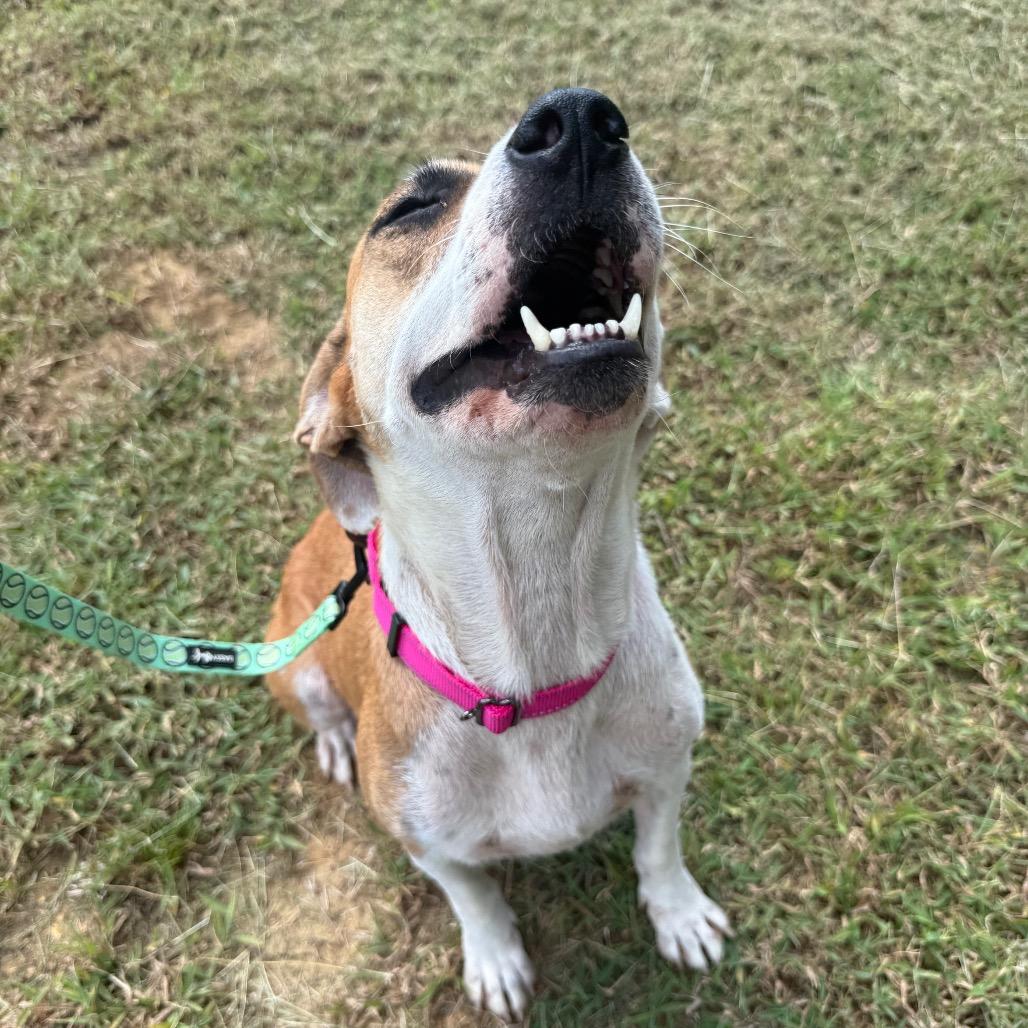Enlarge Athena 091401A, a Adoptable mixed breed in Amory, MS image 4/5