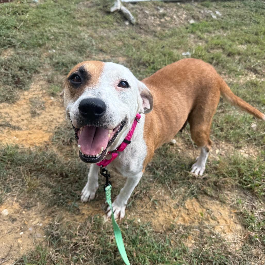 Enlarge Athena 091401A, a Adoptable mixed breed in Amory, MS image 5/5