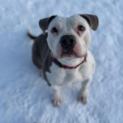 Enlarge Midge, a Adoptable mixed breed in East Montpelier, VT image 1/1