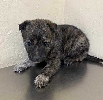 Enlarge Shoni, a Adoptable mixed breed in Flagstaff, AZ image 3/3