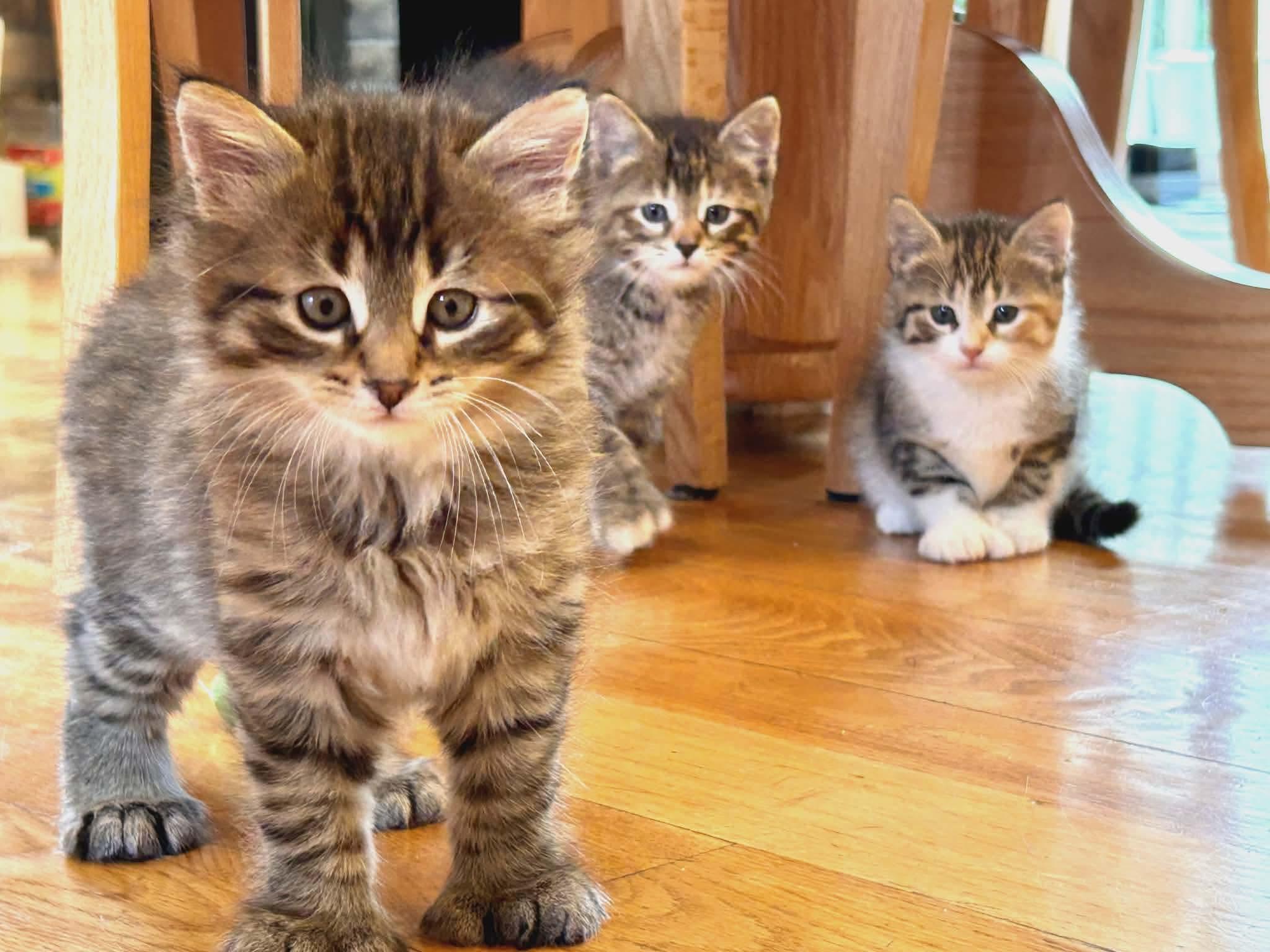 Enlarge Shamrock - Only accepting applications for Shamrock/Tulip, a ADOPTABLE Domestic Long Hair in Rochester , NY image 4/6