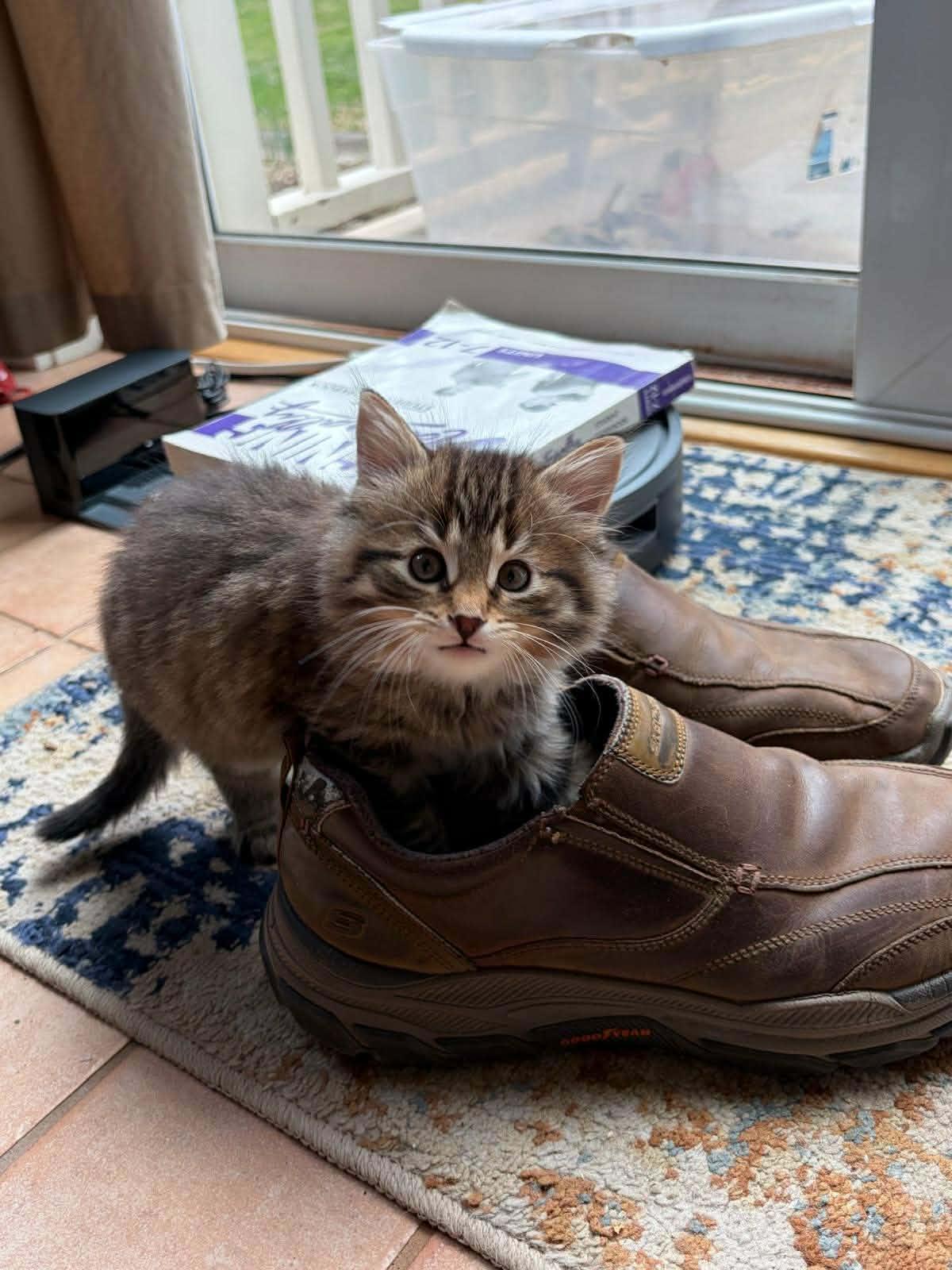 Enlarge Shamrock - Only accepting applications for Shamrock/Tulip, a ADOPTABLE Domestic Long Hair in Rochester , NY image 2/6