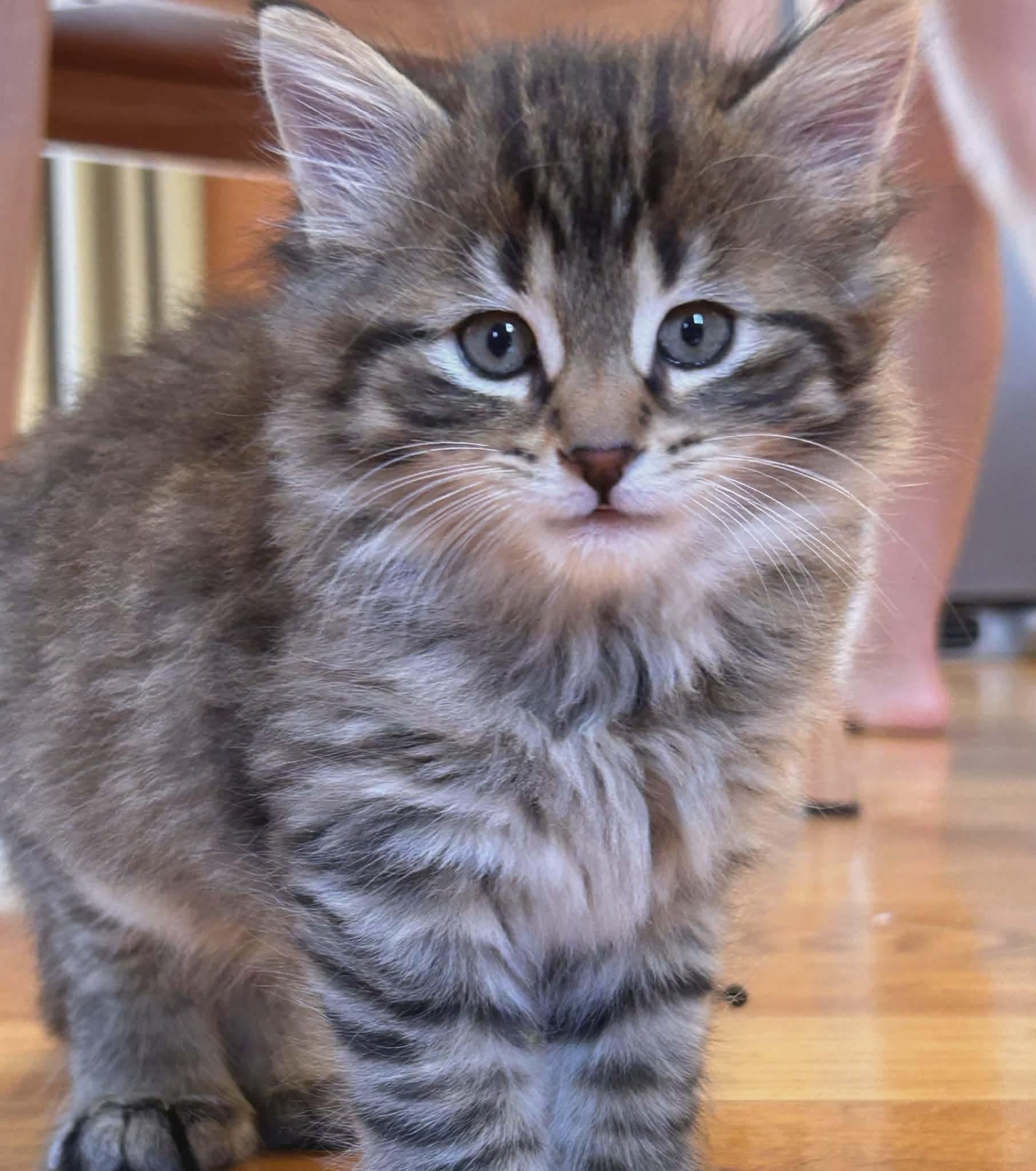 Enlarge Shamrock - Only accepting applications for Shamrock/Tulip, a ADOPTABLE Domestic Long Hair in Rochester , NY image 5/6