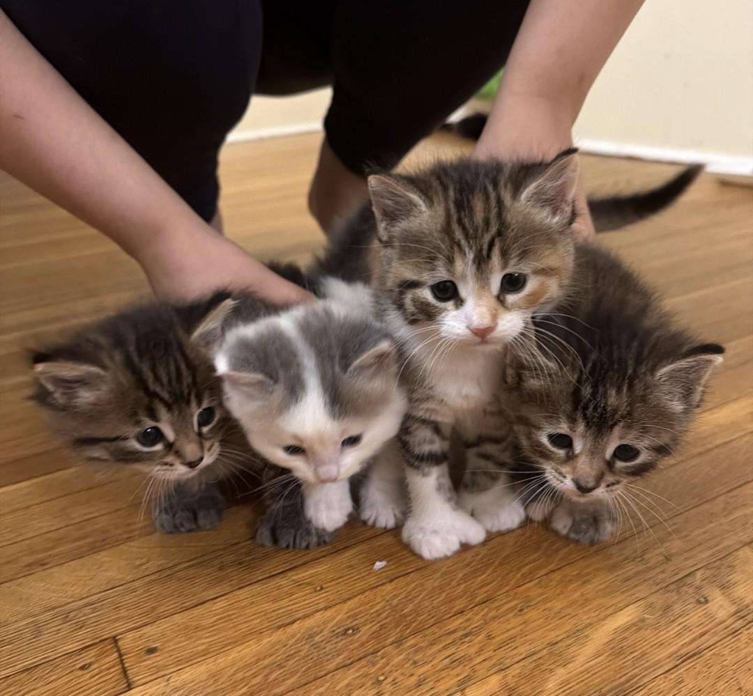 Enlarge Shamrock - Only accepting applications for Shamrock/Tulip, a ADOPTABLE Domestic Long Hair in Rochester , NY image 6/6