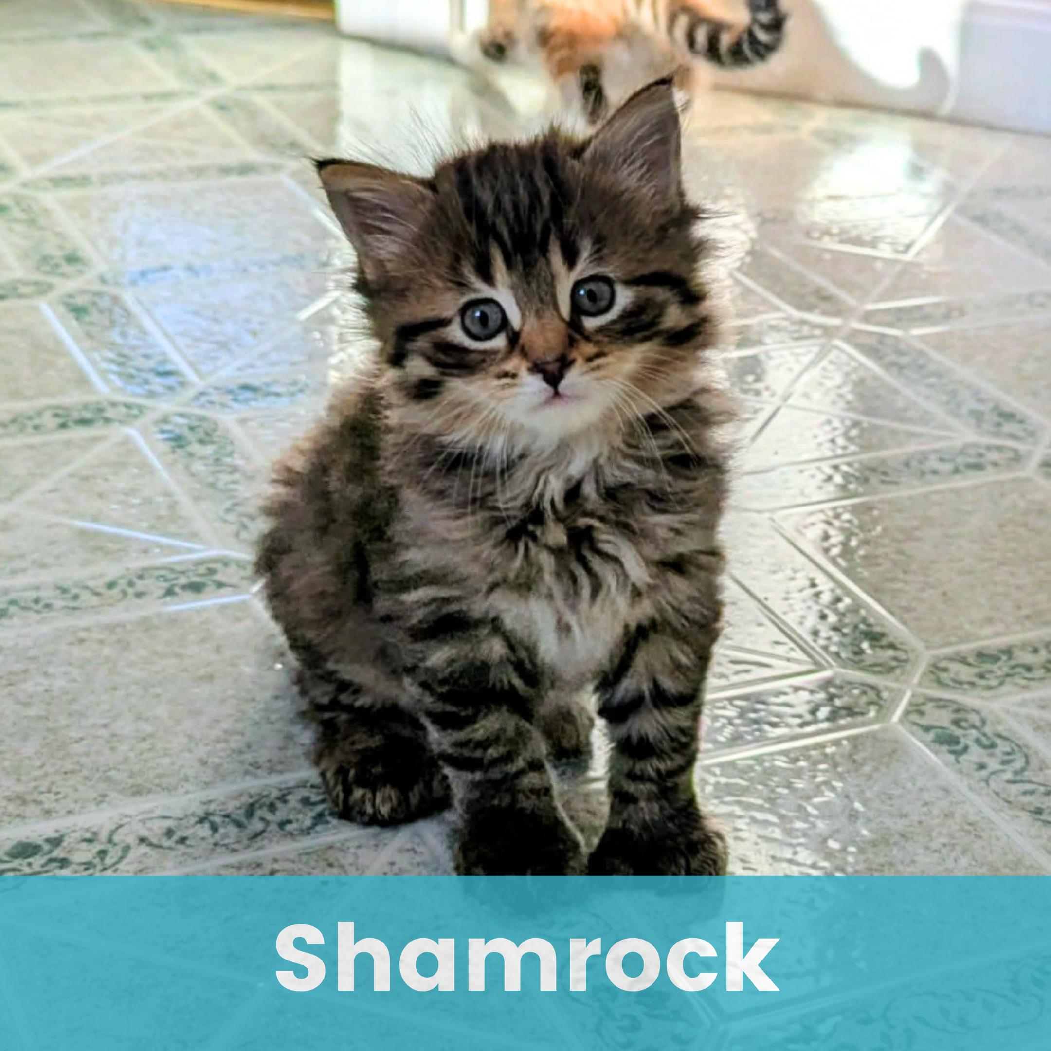 Shamrock - Only accepting applications for Shamrock/Tulip, ADOPTABLE, Kitten Male Domestic Long Hair.