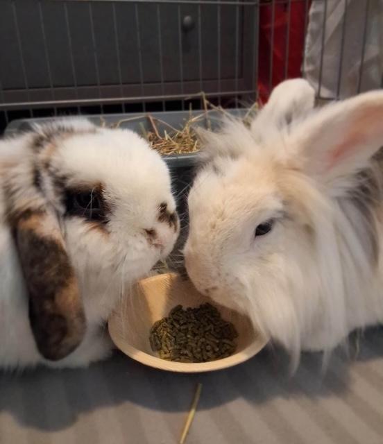 Enlarge Marbles & Gabi (South Surrey), an adopted mixed breed in Vancouver, BC image 3/3