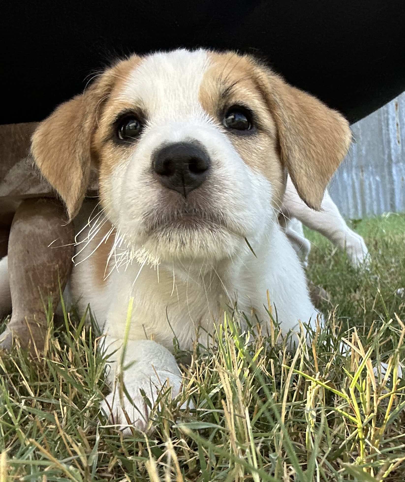 Dog for adoption Marley Hamilton, an Australian Shepherd & Parson