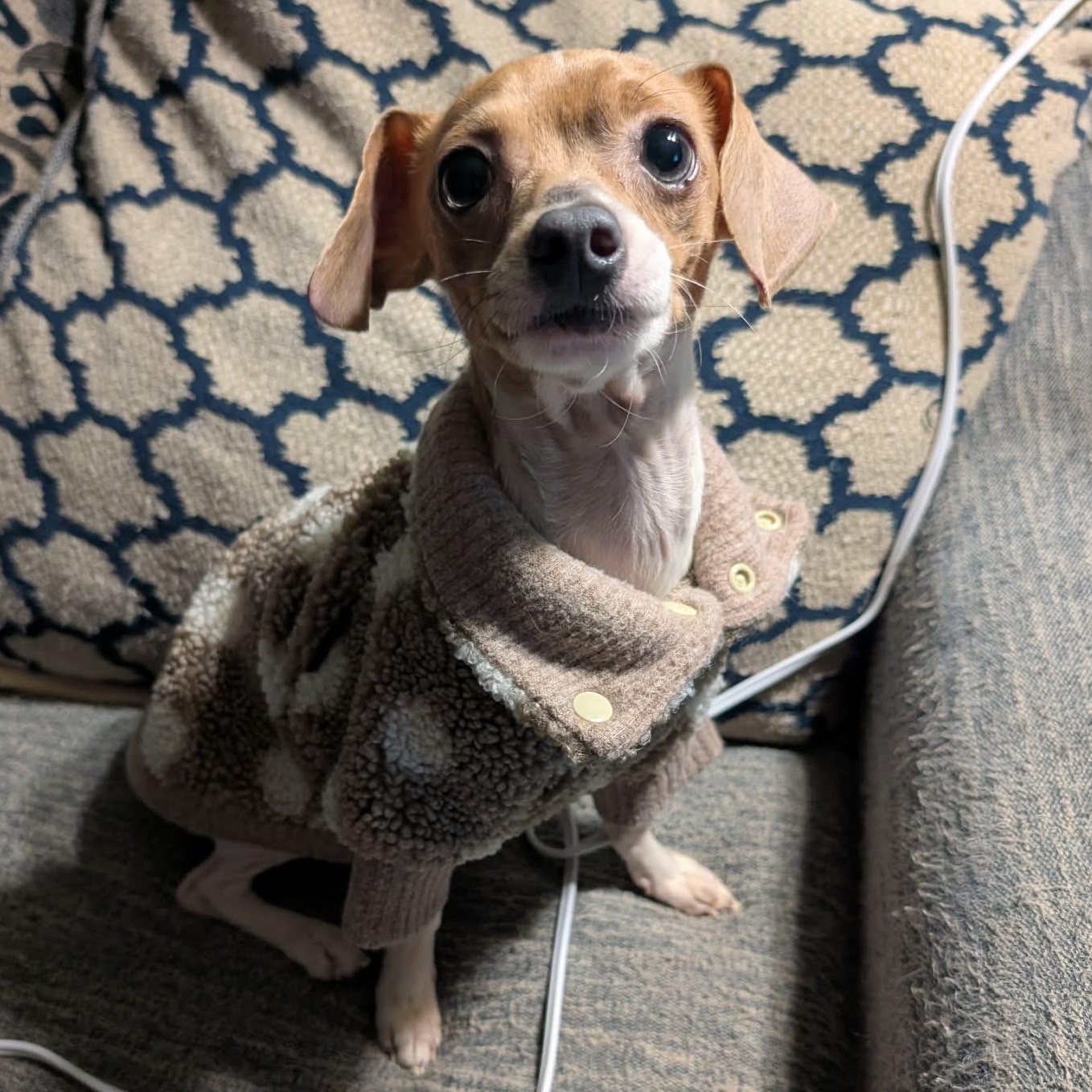 Enlarge Fenton, a ADOPTABLE mixed breed in Rochester, NY image 3/6