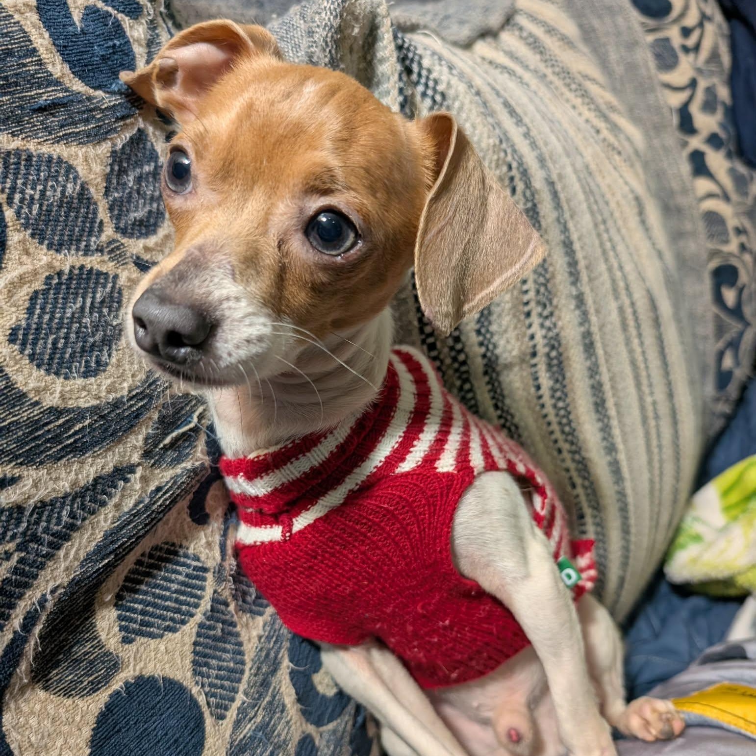 Enlarge Fenton, a ADOPTABLE mixed breed in Rochester, NY image 5/6