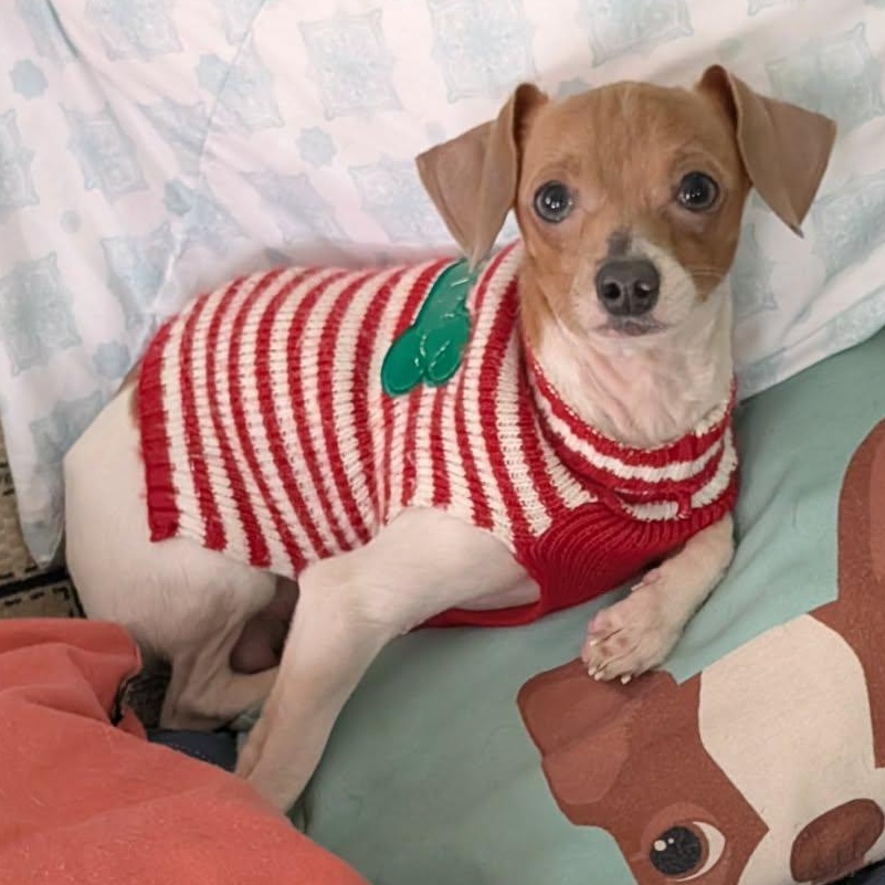 Fenton, ADOPTABLE, Adult Male Chihuahua.