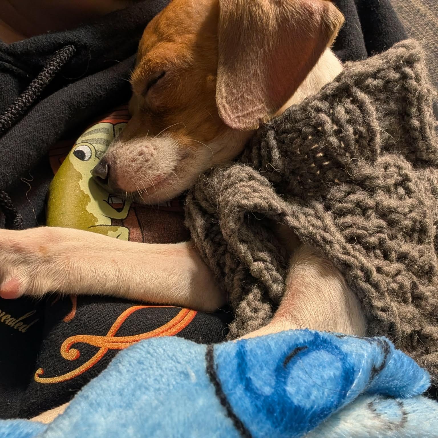 Enlarge Fenton, a ADOPTABLE mixed breed in Rochester, NY image 6/6