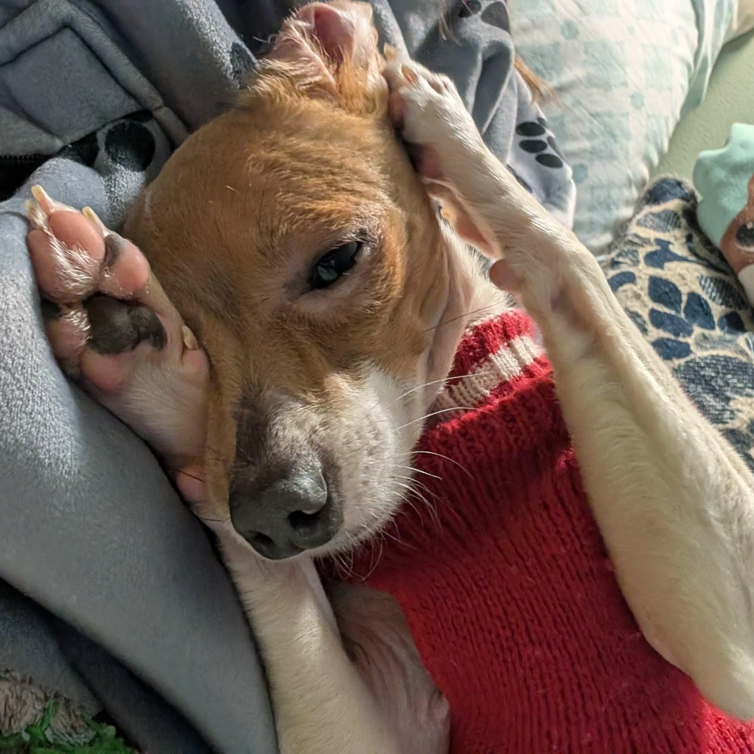 Enlarge Fenton, a ADOPTABLE mixed breed in Rochester, NY image 4/6