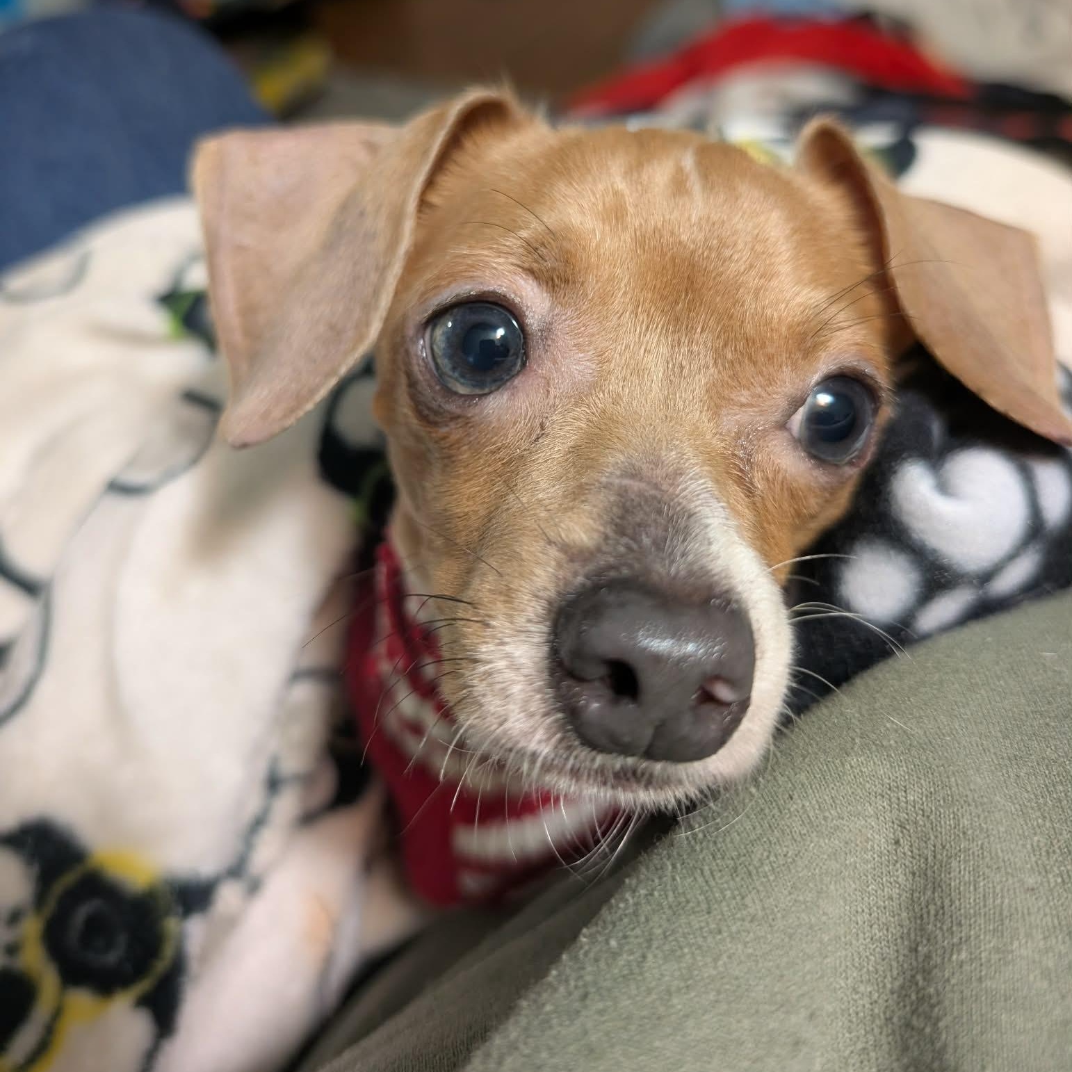 Enlarge Fenton, a ADOPTABLE mixed breed in Rochester, NY image 2/6