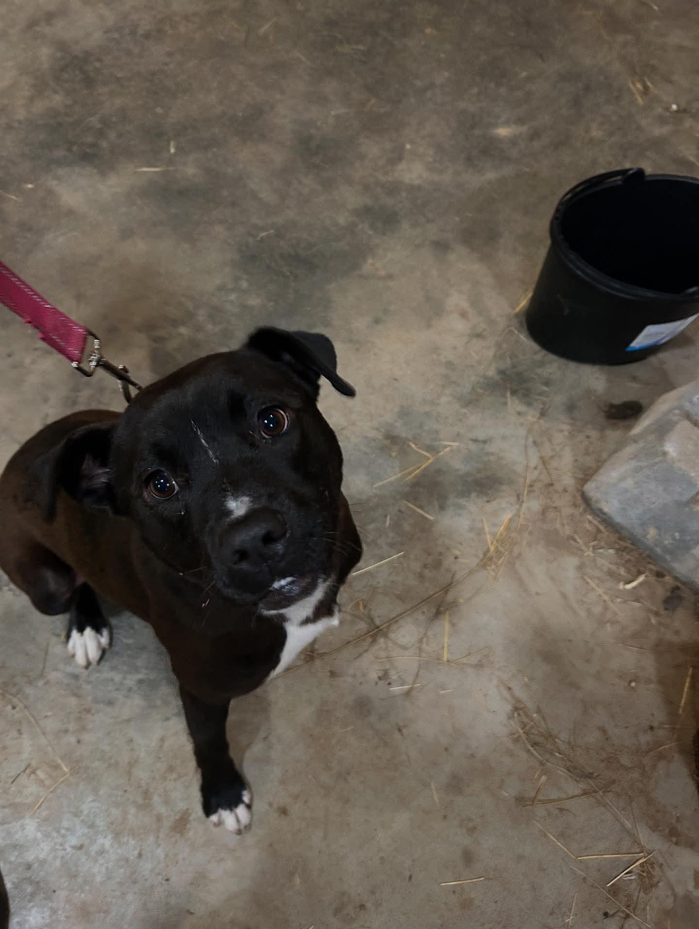 Frankie, Adoptable, Young Male Black Labrador Retriever & Australian Shepherd.