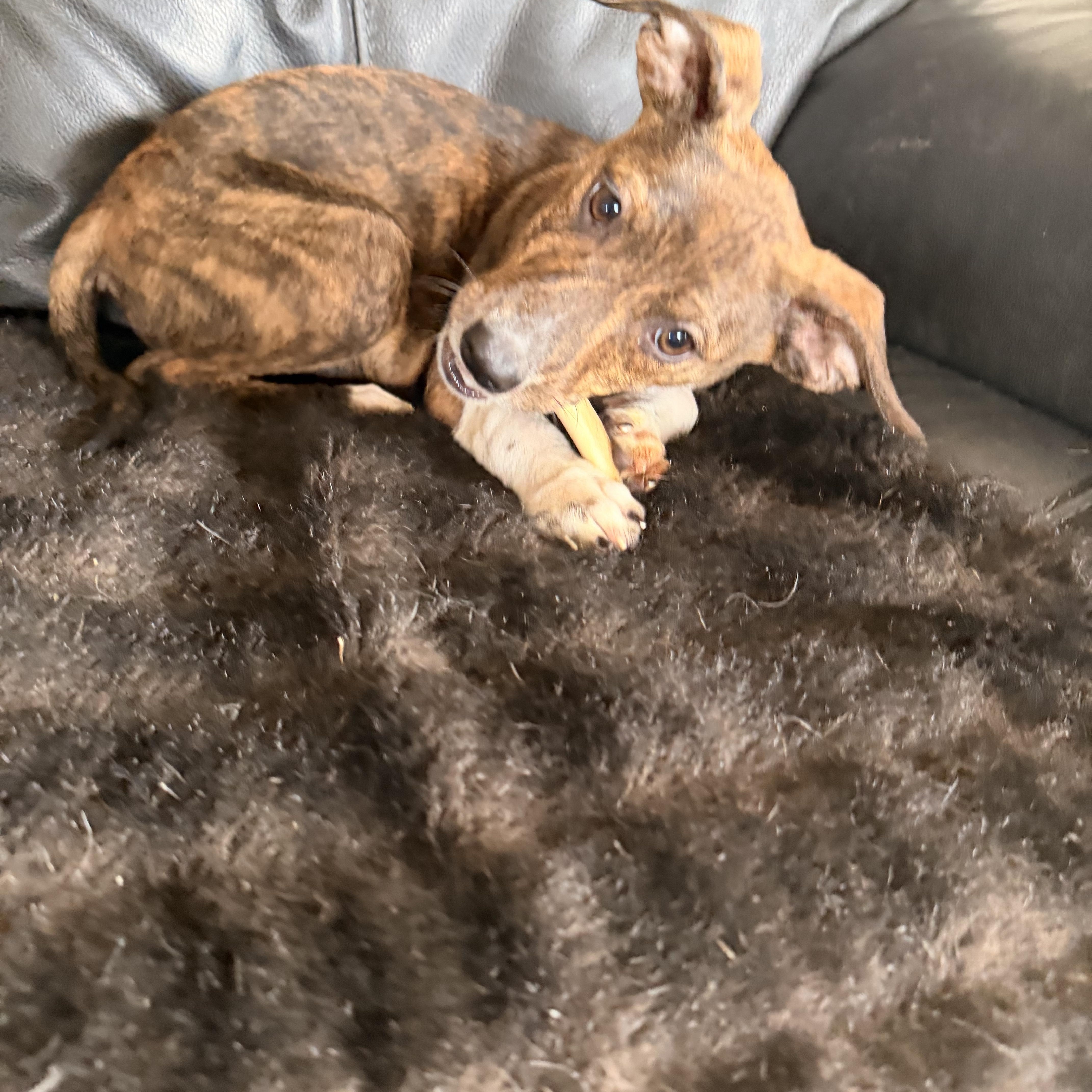 Georgia , adopted, Puppy Female Mixed Breed.