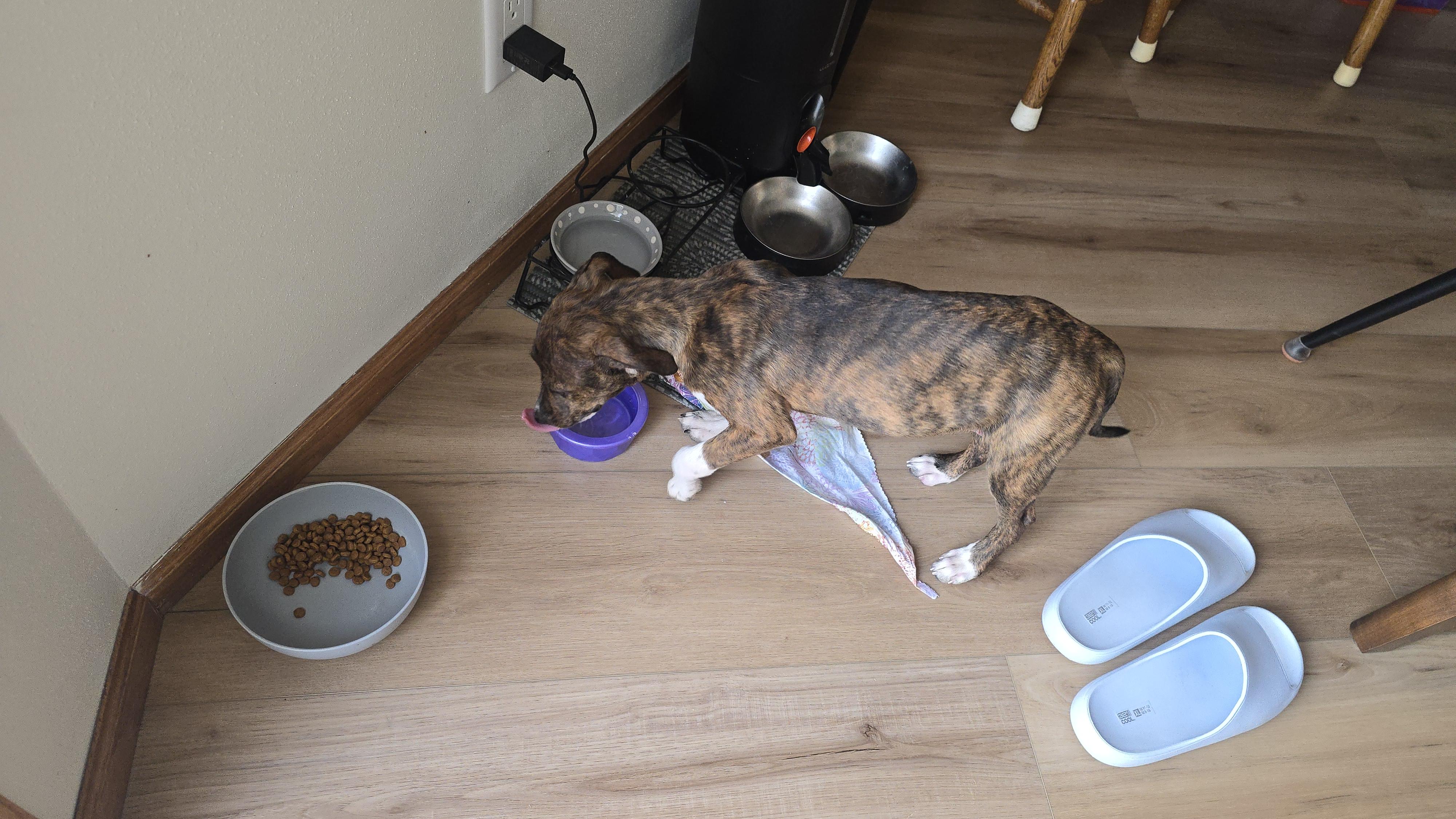 Enlarge Georgia , an adopted Mixed Breed in Monona, WI image 4/6