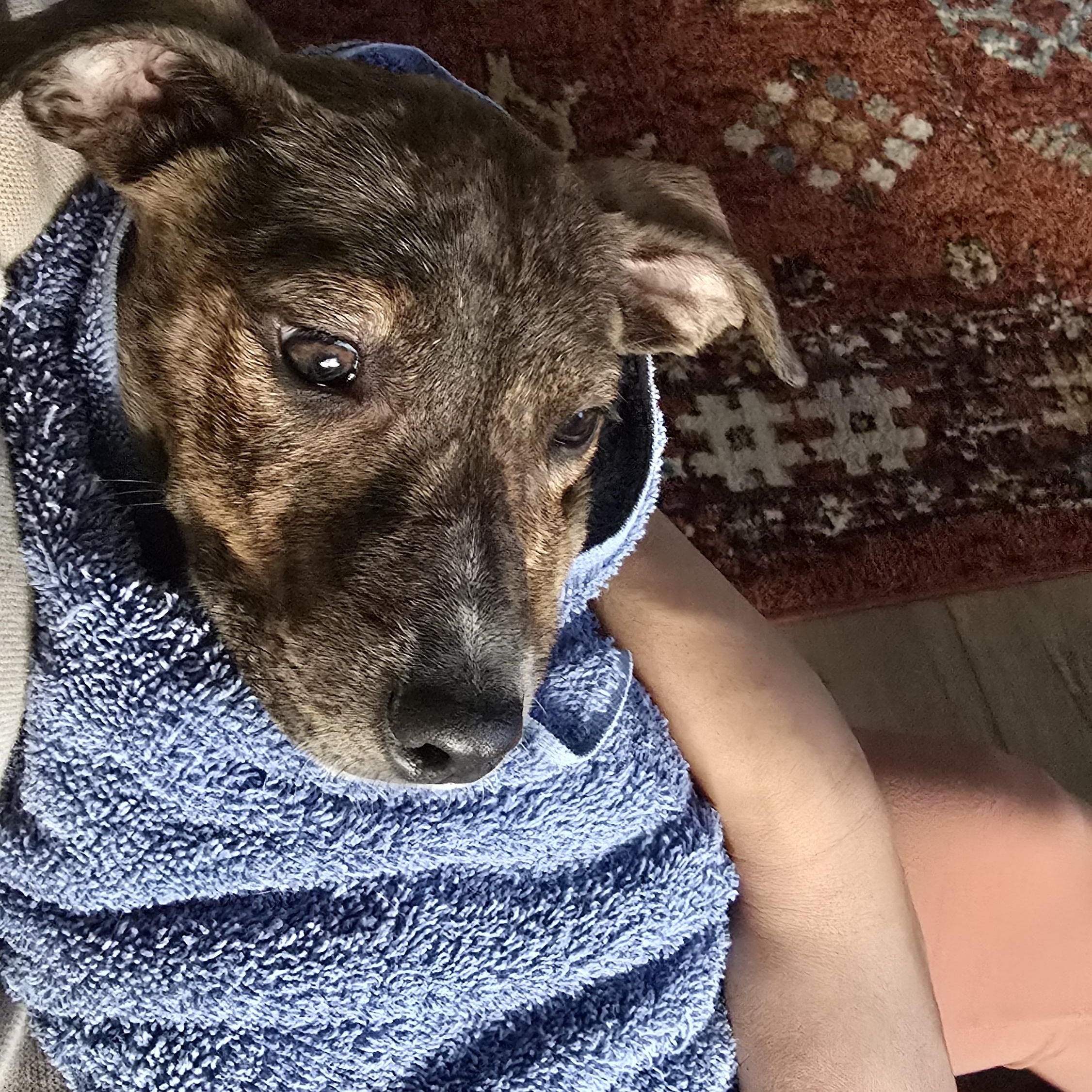 Enlarge Georgia , an adopted Mixed Breed in Monona, WI image 5/6