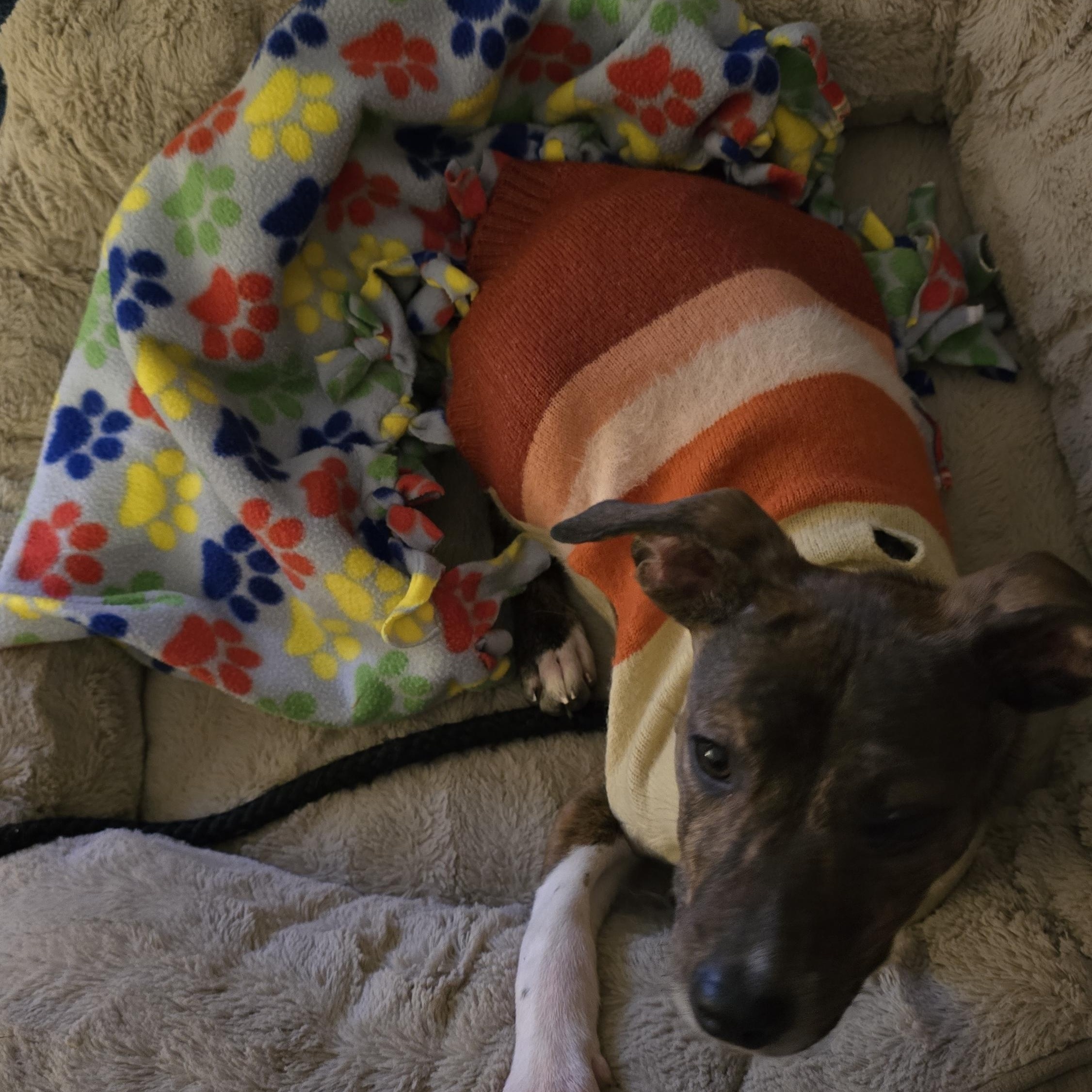 Enlarge Georgia , an adopted Mixed Breed in Monona, WI image 3/6