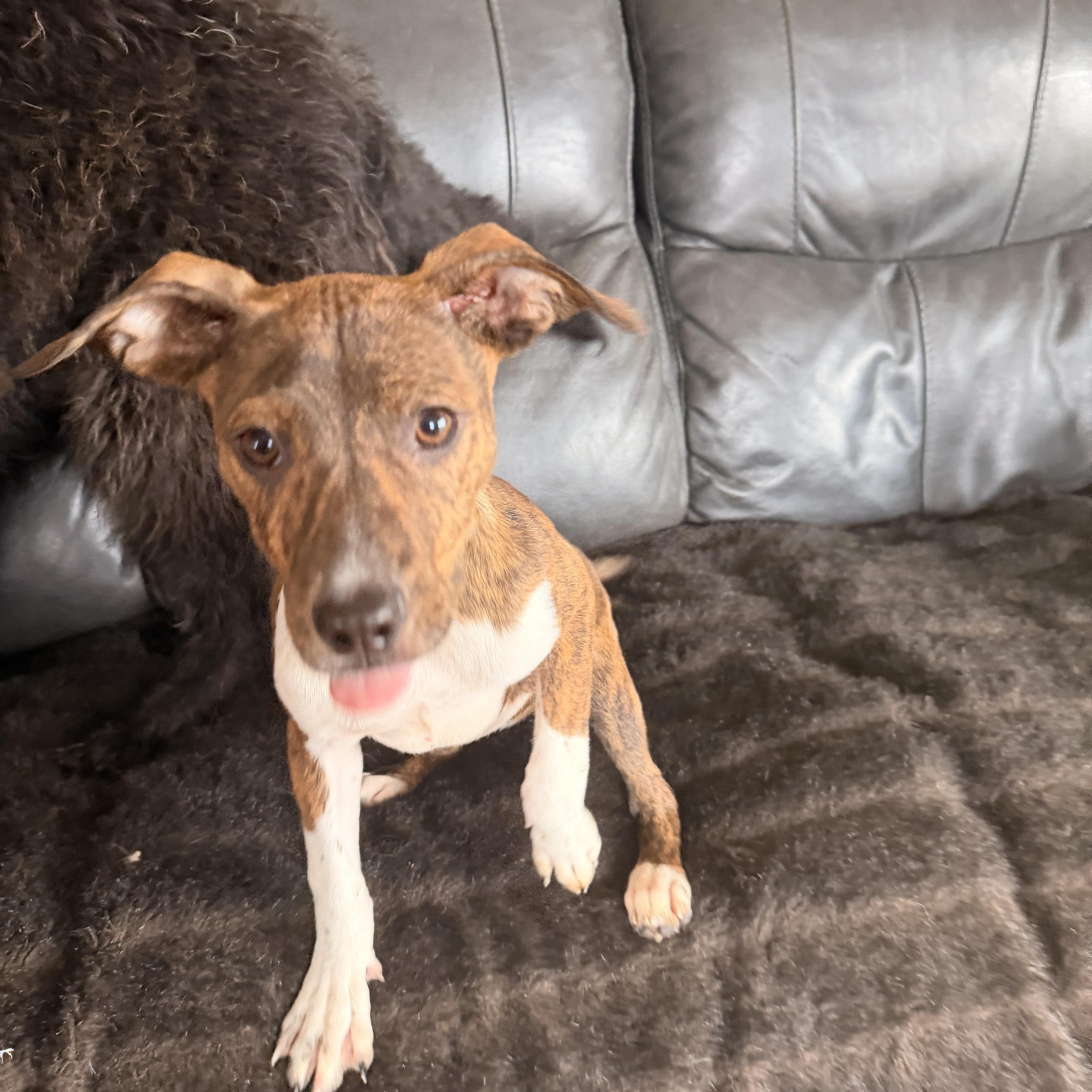 Enlarge Georgia , an adopted Mixed Breed in Monona, WI image 2/6