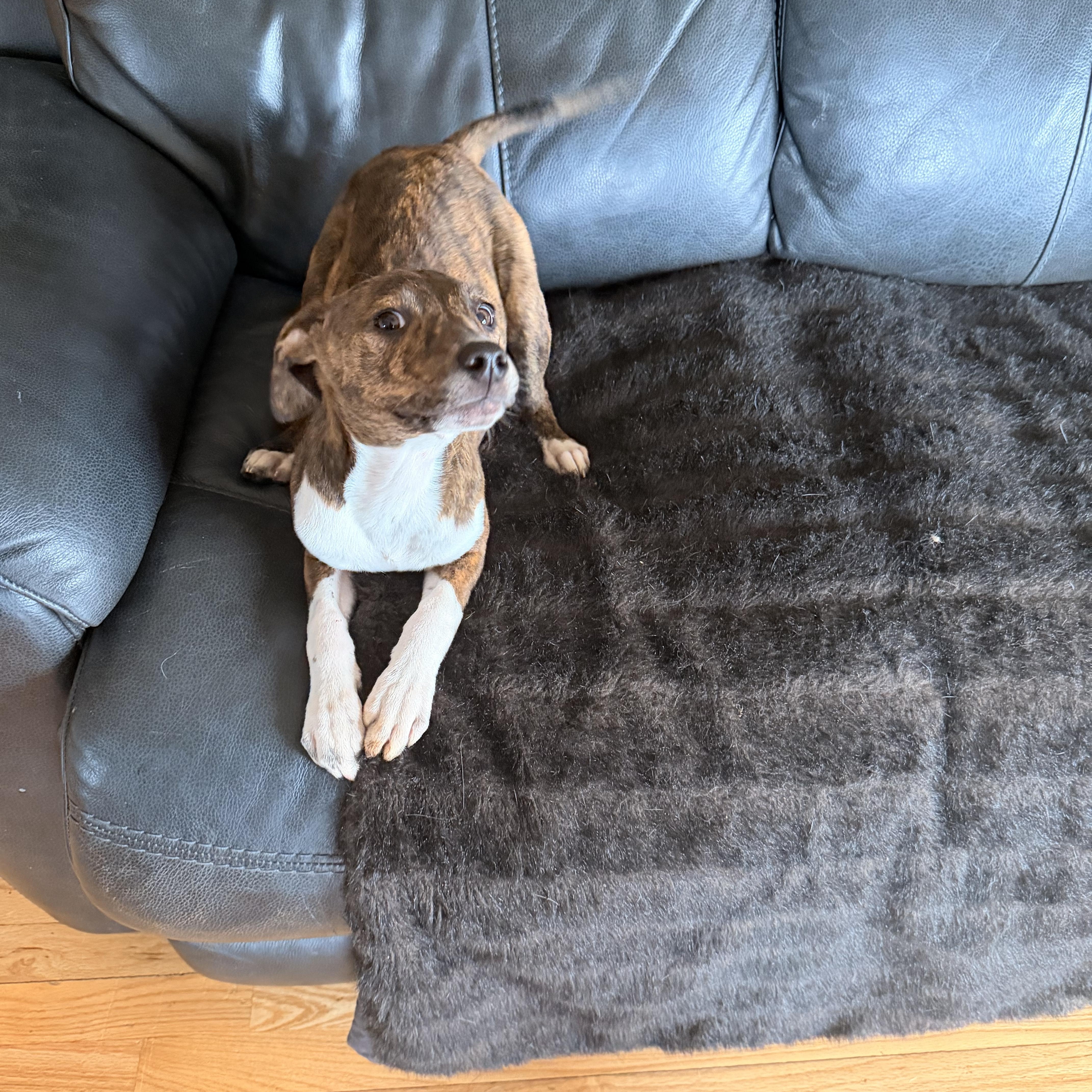 Enlarge Georgia , an adopted Mixed Breed in Monona, WI image 6/6