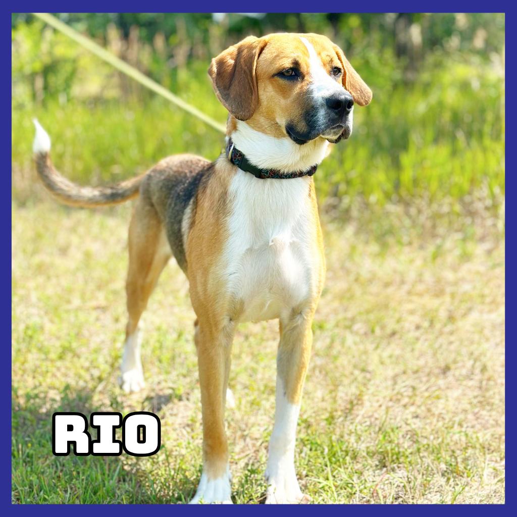 Enlarge Rio, a Adoptable mixed breed in Glenwood, MN image 1/2