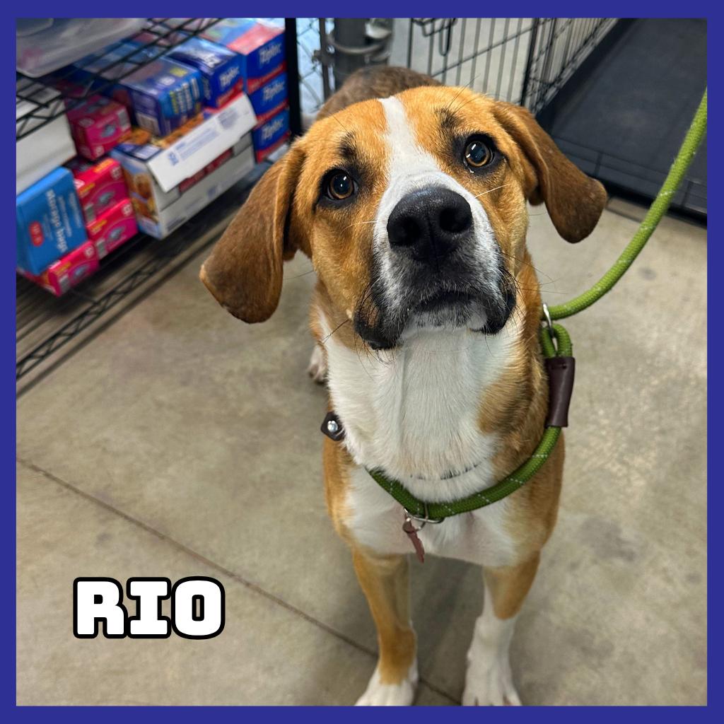 Enlarge Rio, a Adoptable mixed breed in Glenwood, MN image 2/2