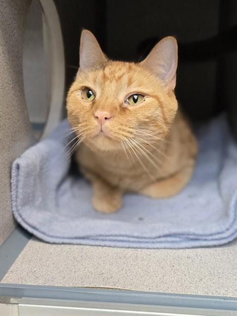 Enlarge SIMBA, a Adoptable Domestic Short Hair in Aliquippa, PA image 1/1