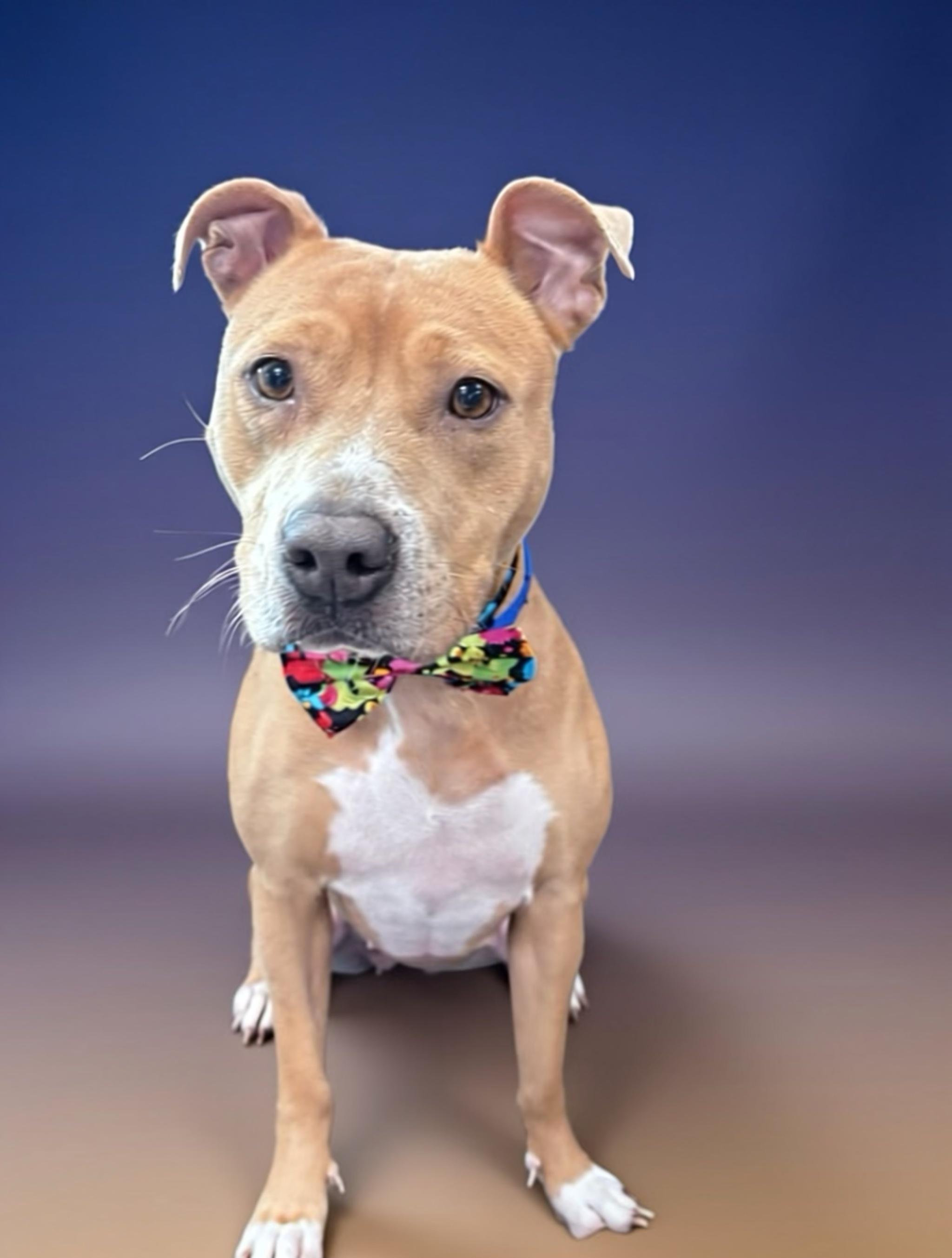 Nayla, a Adoptable mixed breed in Pembroke, MA image 1/5