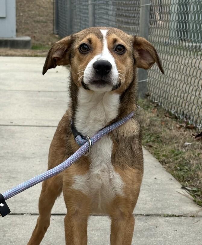 Pup Daisy Mae thumbnail 2