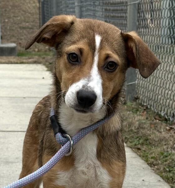 Pup Daisy Mae thumbnail 3