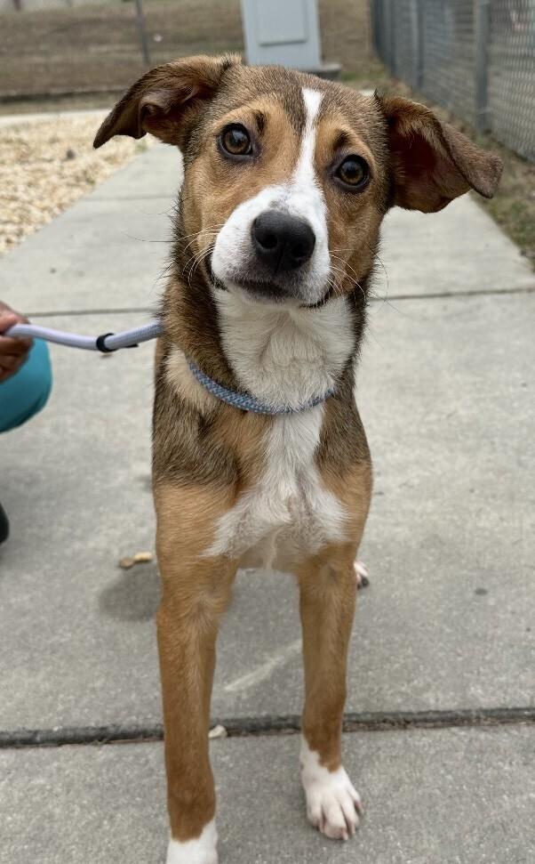 Pup Daisy Mae thumbnail 4