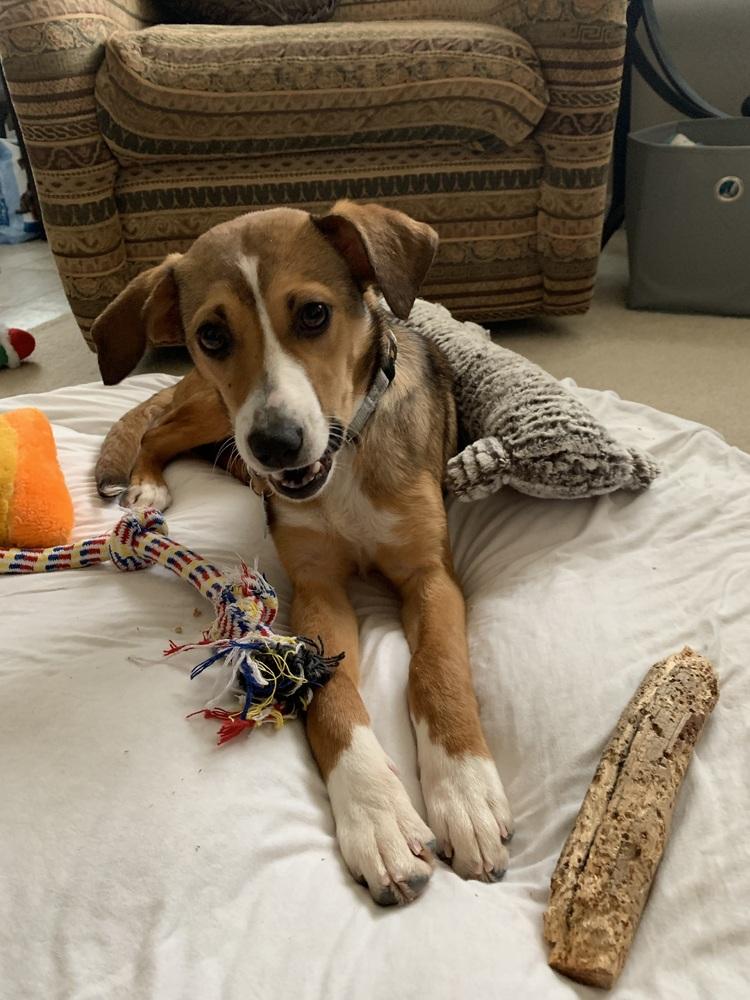 Pup Daisy Mae thumbnail 5