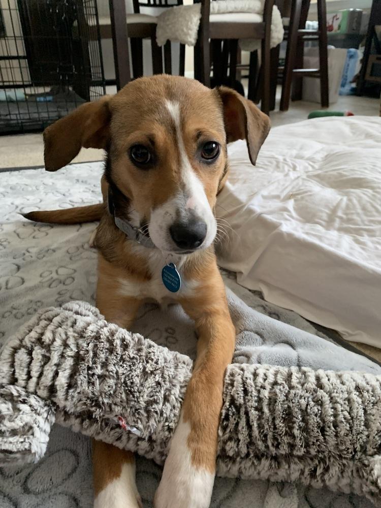 Pup Daisy Mae thumbnail 6