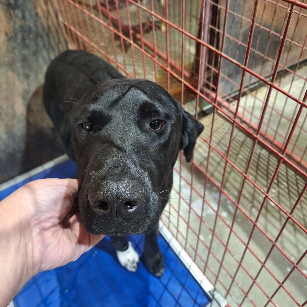 Krampus, Adoptable, Young Male Treeing Walker Coonhound & Labrador Retriever.