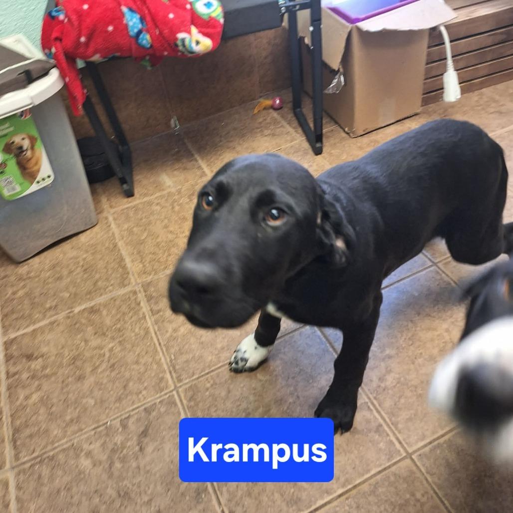 Enlarge Krampus, a Adoptable mixed breed in Madill, OK image 2/2