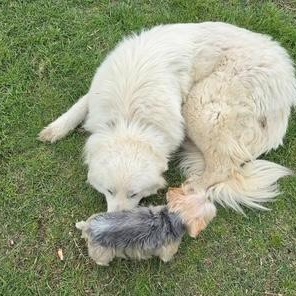 Bella, a ADOPTABLE Great Pyrenees in Springtown, TX image 4/6