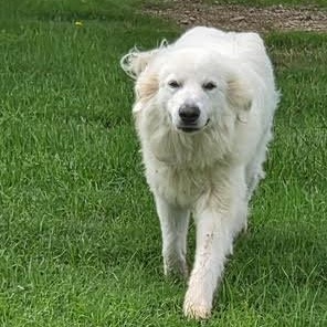 Bella, ADOPTABLE, Young Female Great Pyrenees.