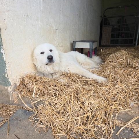 Bella, a ADOPTABLE Great Pyrenees in Springtown, TX image 3/6