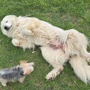 Bella, a ADOPTABLE Great Pyrenees in Springtown, TX image 5/6